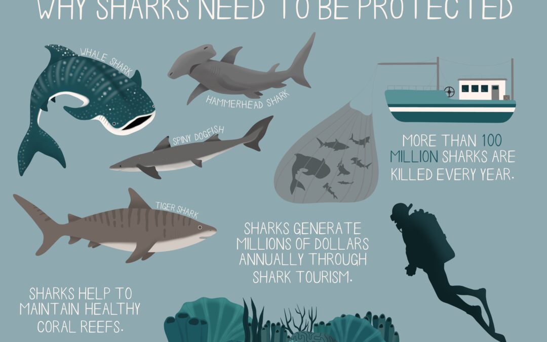 Why Sharks Need To Be Protected